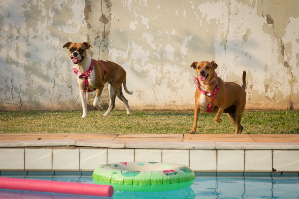 No verão Pets podem sofrer com calor